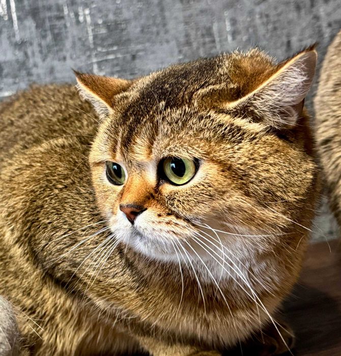 шикарные  драгоценные малыши шиншиллы