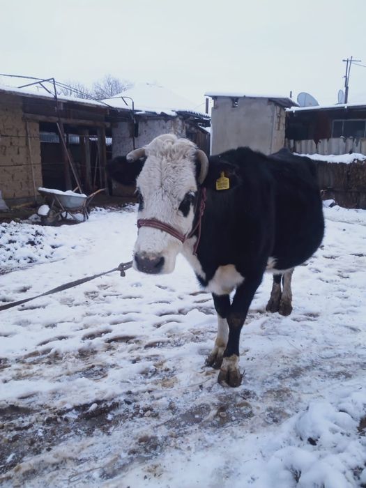 Буаз сиыр сатылады .