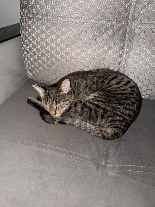 Отдам в хорошие руки