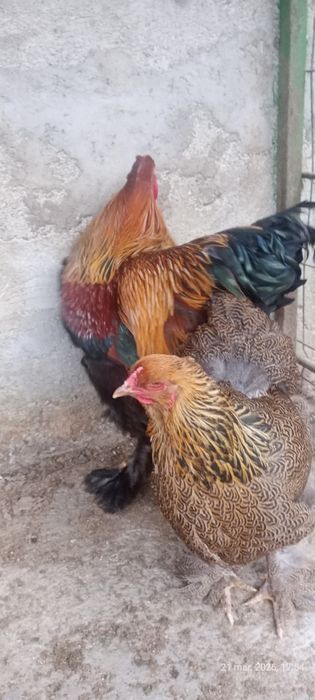 Vând pereche brahman potarnichiu