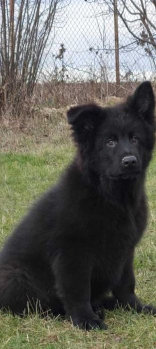 Vand  Ciobanesc German cu par lung