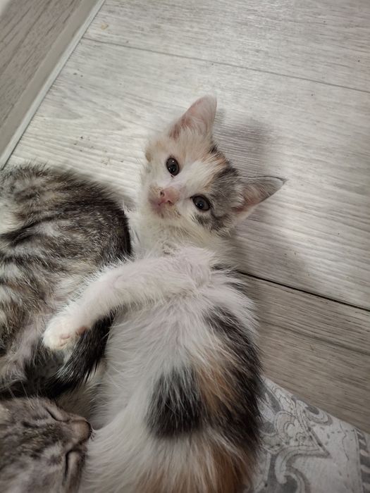 Отдам котят в добрые руки