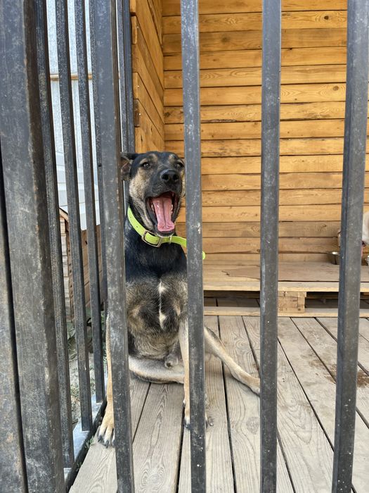 Срочно отдам кобеля, кастрированного