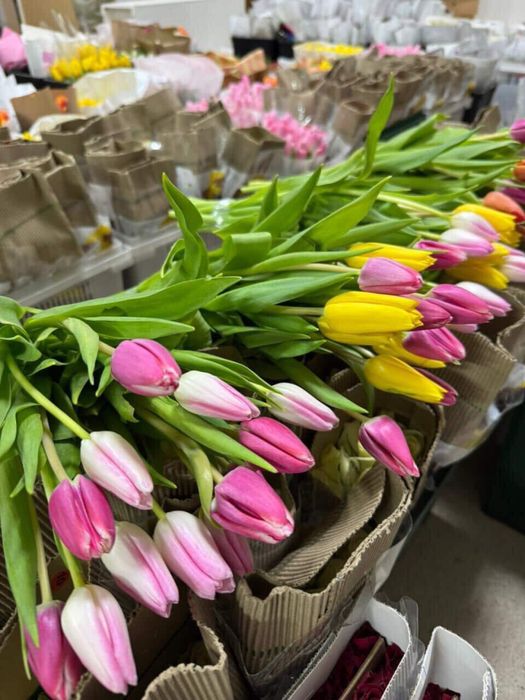 Голландские тюльпаны Оптом