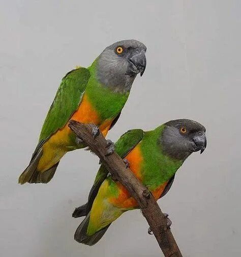 Попугай Сенегалский пара