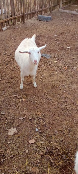 Ешки жане шыбыштар