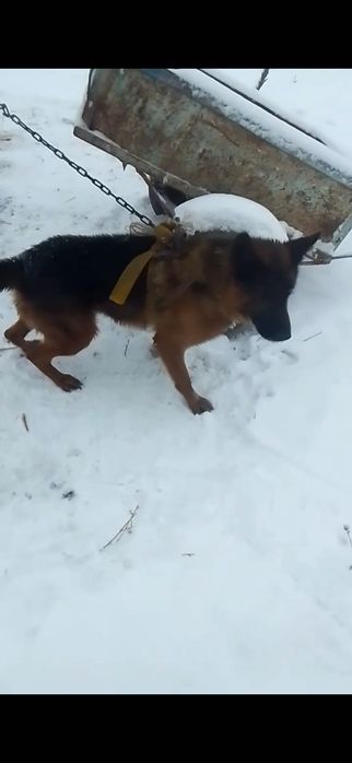 Немес офчарка сотилади