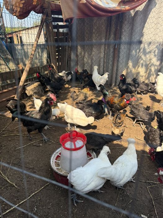 Găinușe pitici hibride între moțată olandeza și cochinchina pitica!