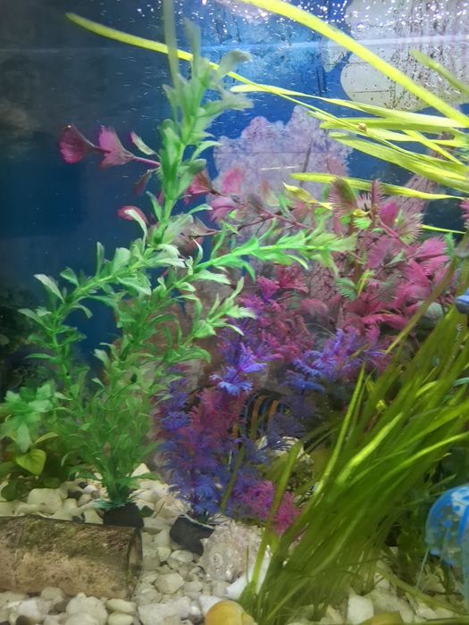 Продам аквариум на 25 л