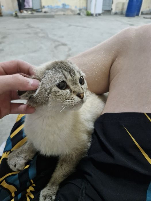 Мысык сатылады ародается кошка