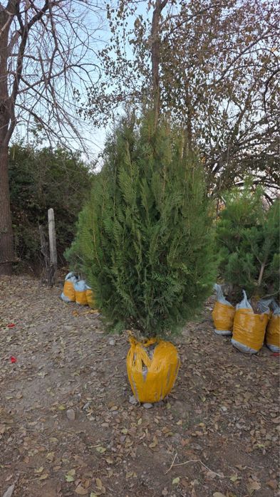 Саженцы Шымкент декоративных видов