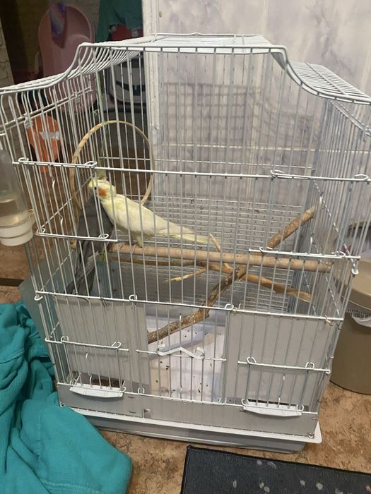 Два корела цена за двоих