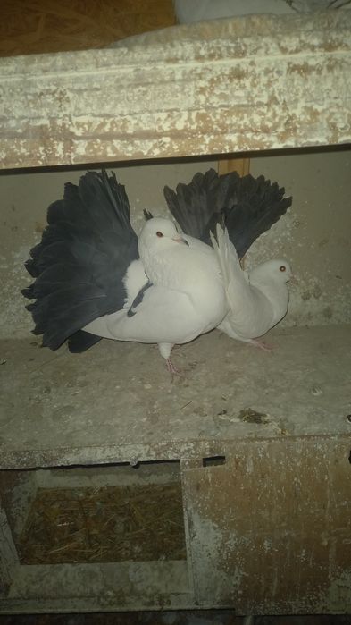 Голуби павлины кептер