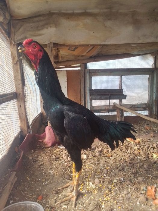 Dakan xoroz va tovuq