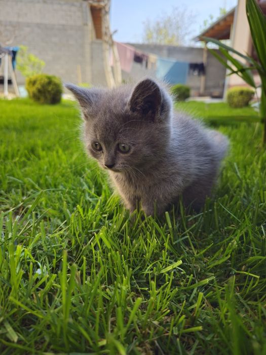Scottish fold 2oylik bolalari