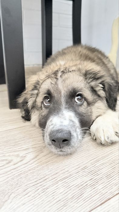 Щенок мальчик 3 мес