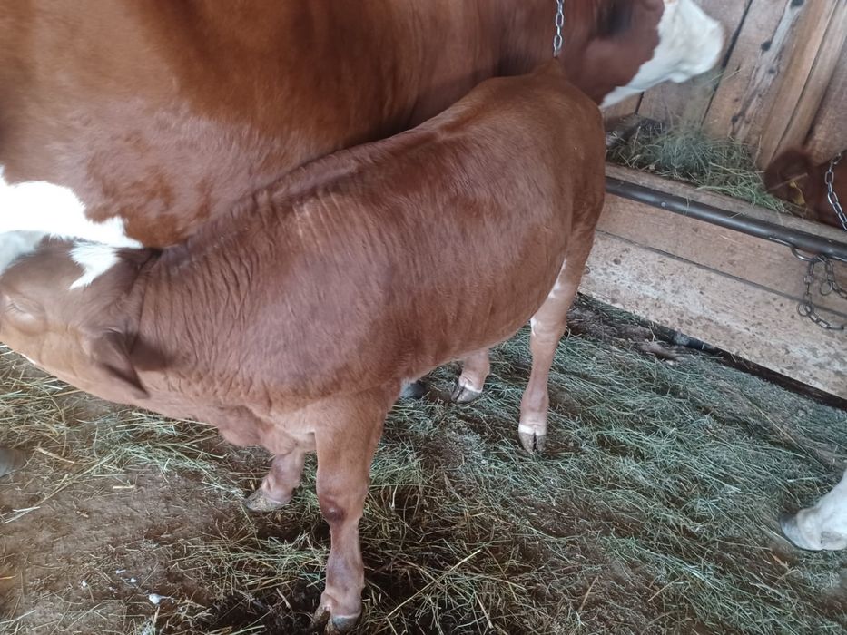 Vitel Metis de Limousine