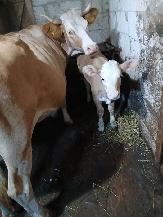 Vând vaca cu vițea
