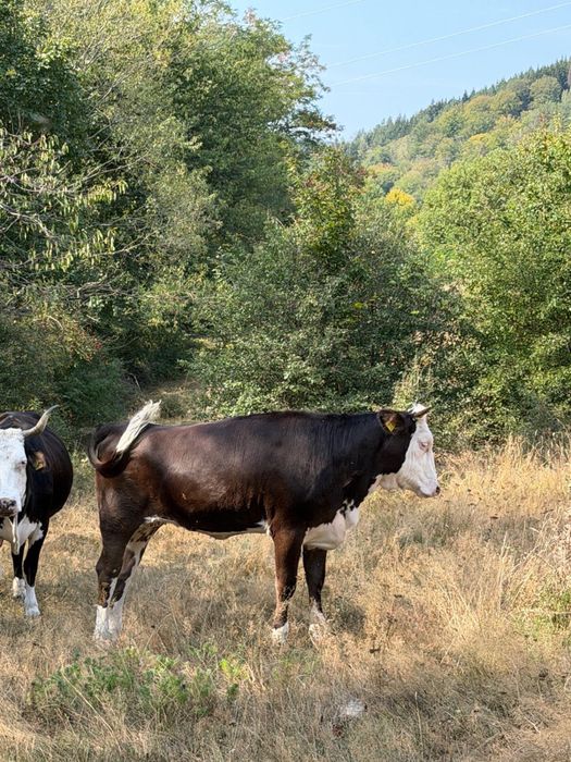 Vand doua juninci si o vaca