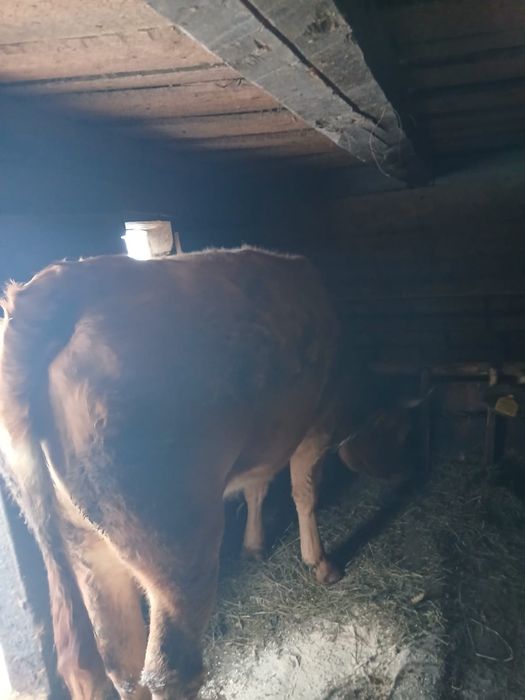 Vând vacă tânără