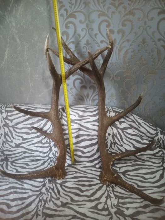 Еленски рога за декорация на вашия битов кът