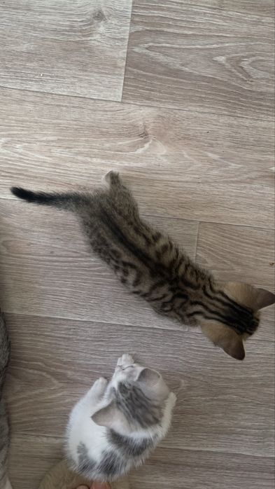 Котята в добрые ручки