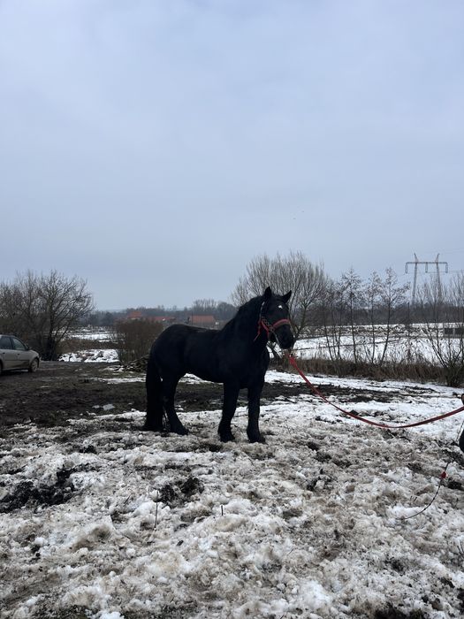 Armasar percheron pentru montă !