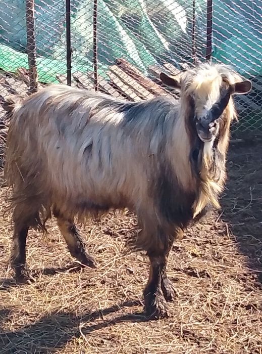 Doi țapi disponibili.   Se dau și câte unu