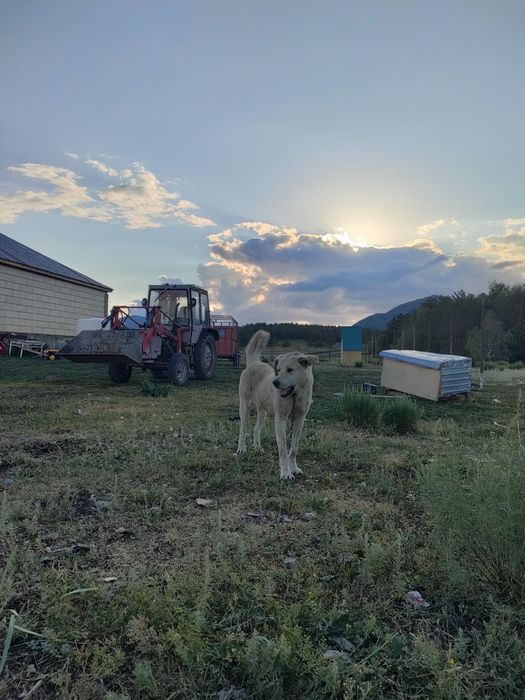 Продам трактор т 25 находится в Баяне