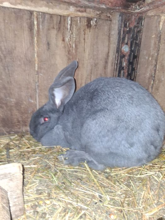 Vind iepurita montat Fluture Janet