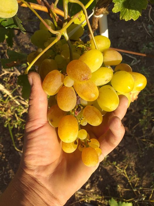 Butasi vita de vie certificata și autorizata și pomi fructiferi