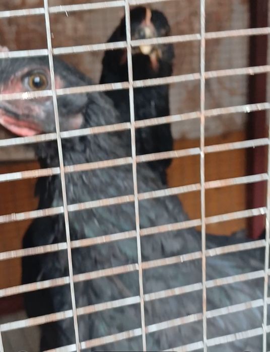 Кора шахзода 1+2 сотилади.