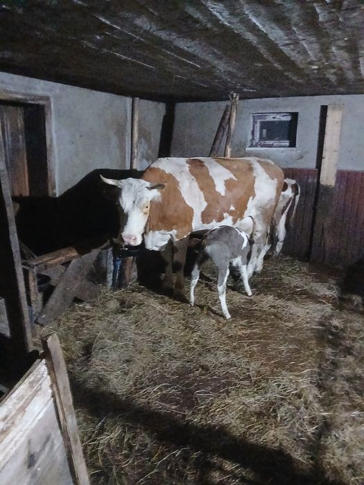 Vând 1 vaca din 2 bucăți la alegere 0745557326