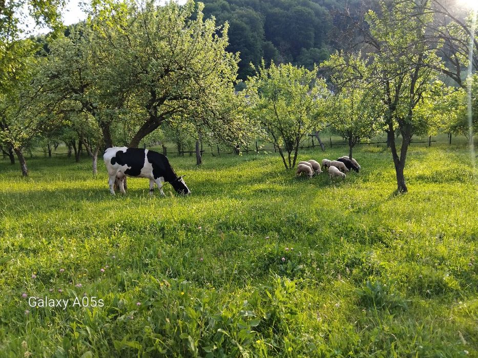 Mieluțe de vânzare.