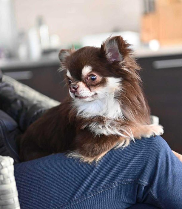 Мъжко мини чихуахуа шокладов тен на две години с тегло 2 кг