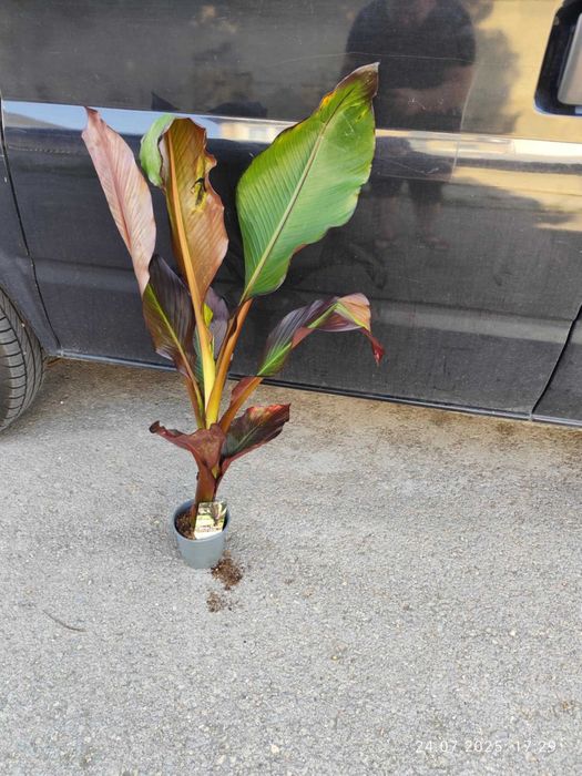 Банановото дърво на Абисиния - Червен Банан или етиопски банан