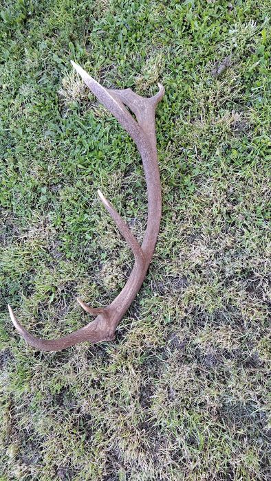Еленски рог единичен 90см