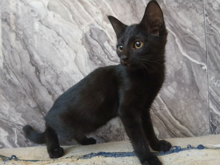 Котёнок 4 месяцев отдам бесплатно