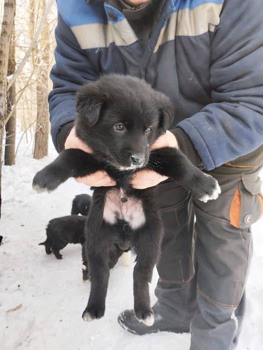 Отдам в добрые руки