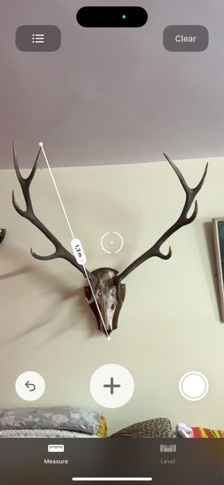 Истински Масивни Еленови Рога с Череп