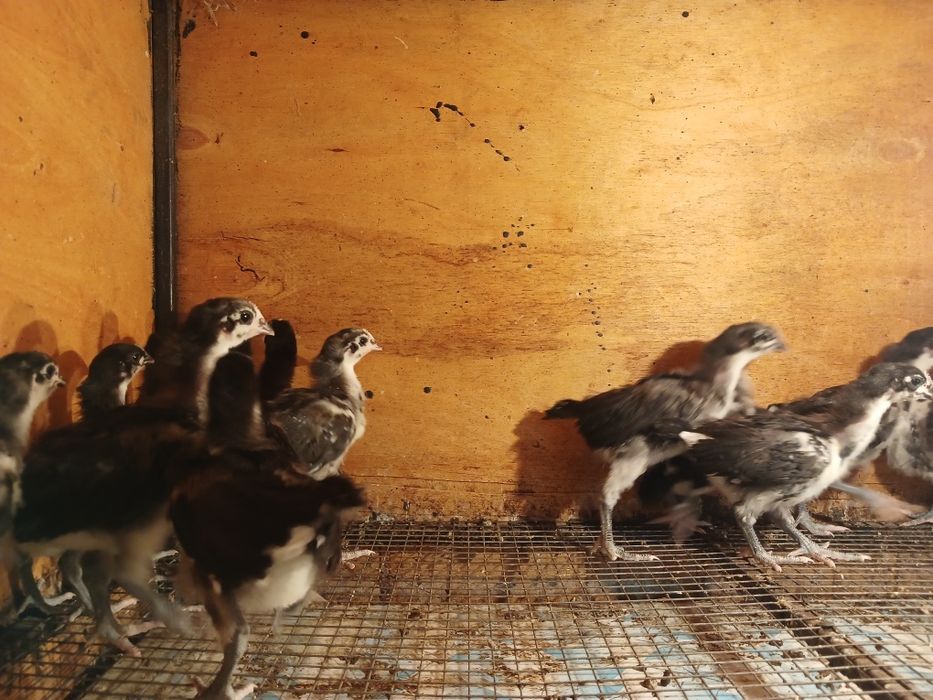 Австралоп бакапандары сатлады.