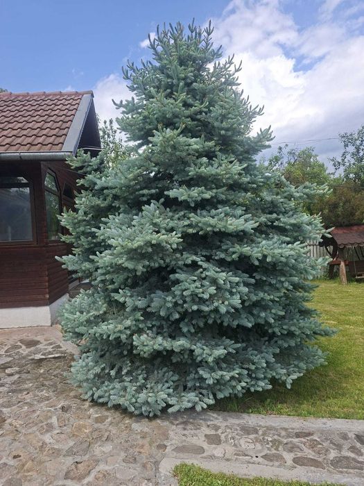 Plante ornamentale brazii argintii de toamna