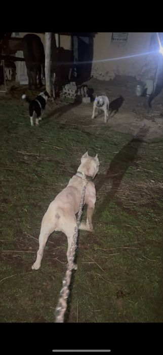 Жақсы ит төбелесіп тұр адам тістемиді