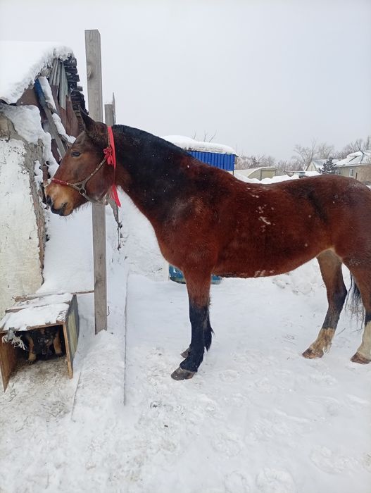 Продам кобылу 6 лет