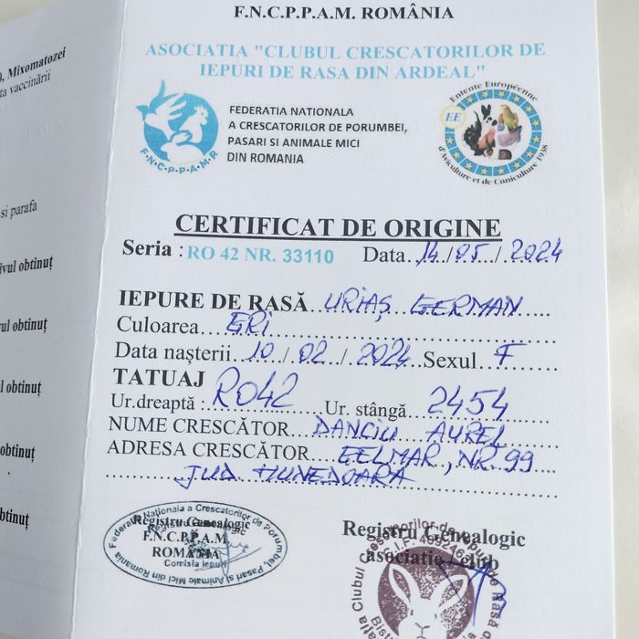 Femele și Masculi Uriaș German rasă pură. 7 Luni