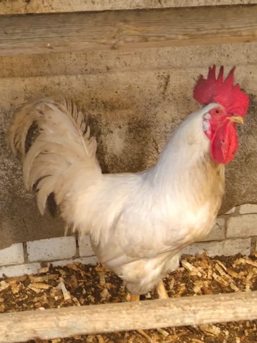 Продам петуха ..