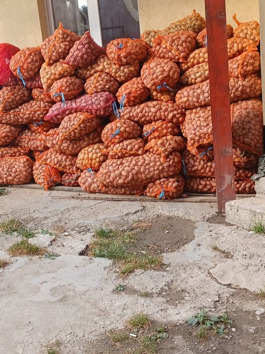 Cartofi de sămânță și animale 0,80.  ron transport gratuit