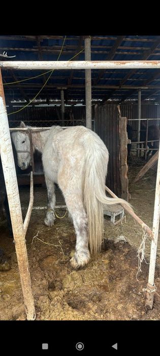 Жылқы сатылады  бордақы