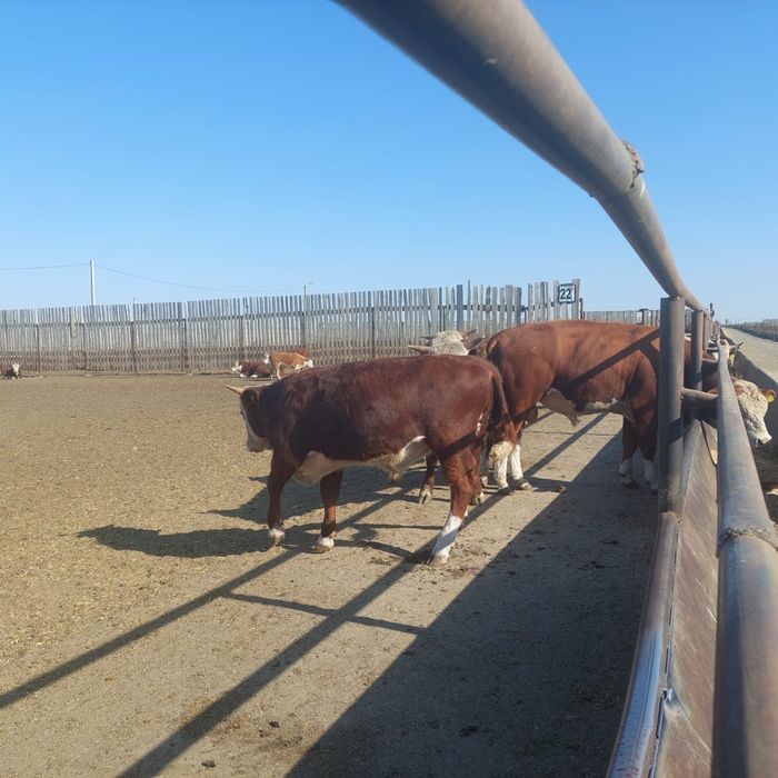 Бычки зернового откорма