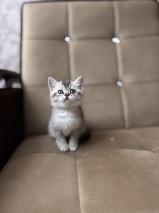 Продается срочно серебристая шиншила